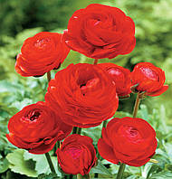 ЖОВТЕЦЬ Red 7/+