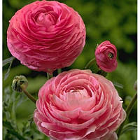 ЖОВТЕЦЬ Pink 7/+