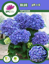 Гортензія крупнолиста Blue