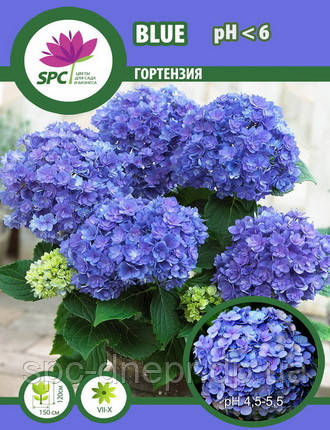 Гортензія Blue, фото 2