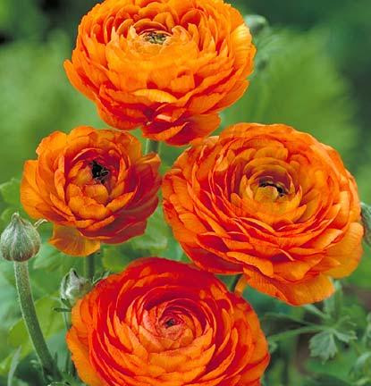 Лютики Orange (1шт.)