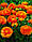 Лютики Orange (1шт.), фото 4