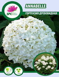 Гортензія деревоподібна Annabelle