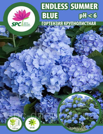 Гортензія великолиста Endless Summer Blue, фото 1