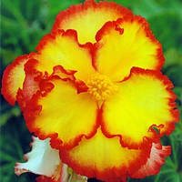 Бульби БЕГОНІЯ Кріспа Марджината