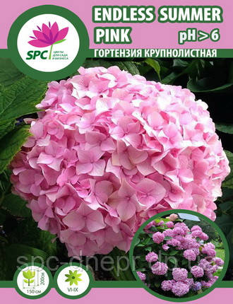 Гортензія крупнолиста Endless Summer Pink, фото 1
