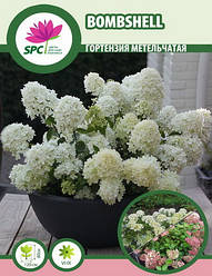 Гортензія волотиста Bombshell