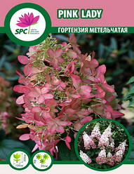 Гортензія волотиста Pink Lady