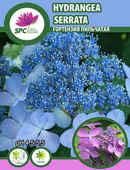 Гортензія пильчатая Serrata