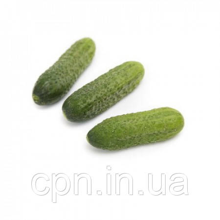 Насіння огірка Саунд (Sound RZ) F1 (1000н)