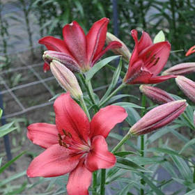 Лілія Ла гібриди California 12/14