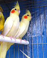 Корелла/Nymphicus hollandicus. (Малюки ручні)