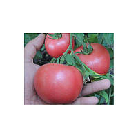 Pembola f1 Determinate pink tomato. Early (65-75 days) 1000семян BT TOHUM