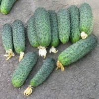 Огірок сатину 1000 с., фото 1