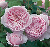 Троянда англійська Віслі 2008 (Wisley 2008) сажанець 2-літка