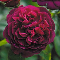 Троянда англійська Дарсі Бассел (Darcey Bussell) сажанець 2 років