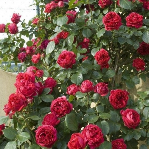 Троянда англійська Ред Еден Роуз (Red Eden Rose) сажанець 2 років