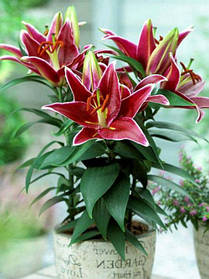 Лілії горщикова Magny Cours 12/14