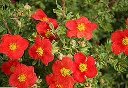 Лапчатка кущова Marian Red Robin 3 річна, Лапчатка кустарниковая Мариан Ред Робин, Potentilla fruticosa, фото 5