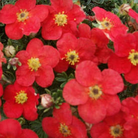 Лапчатка кущова Marian Red Robin 2 річна, Лапчатка кустарниковая Мариан Ред Робин, Potentilla fruticosa