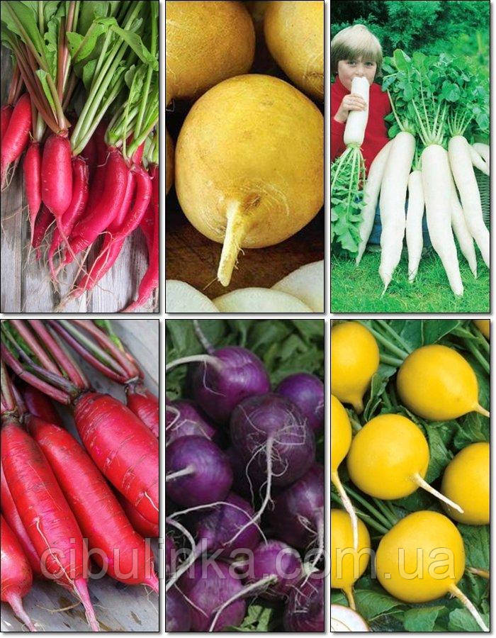 Набір на розвас Редис "Змись найкращих позднесілих сортів" 25 г, фото 1