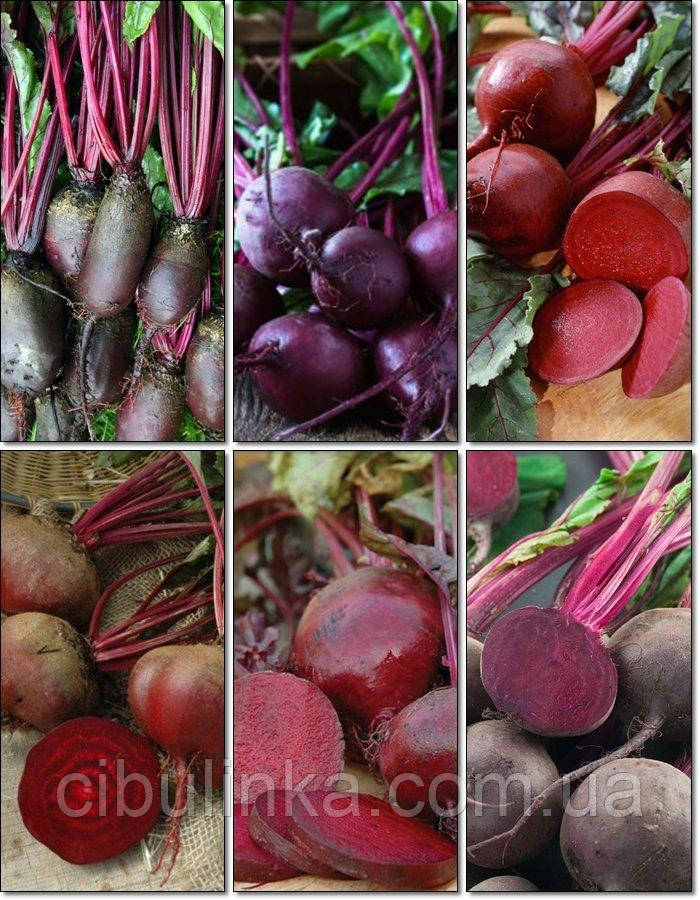 Набір навіс буряк "Смійтеся найкращих позднесілих сортів для Червоного Борща"/25 г, фото 1
