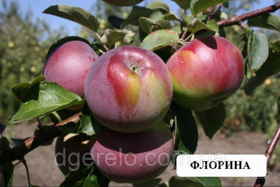 Яблуня Флоріна, зимова 3х річна