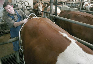 Що робити, якщо корова брикає під час доїння?