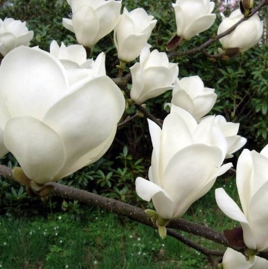 Магнолія Суланжа Alba Superba 3 річна, Магнолия Суланжа Альба Суперба Magnolia soulangeana Alba Superba