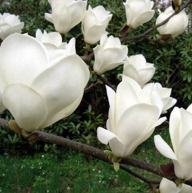 Магнолія Суланжа Alba Superba 3 річна 0.7-1м, Магнолия Суланжа Альба Суперба Magnolia soulangeana Alba Superba, фото 1