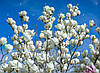 Магнолія Суланжа Alba Superba 2 річна, Магнолія Суланжа Альба Суперба, Magnolia X soulangeana Alba Superba, фото 8