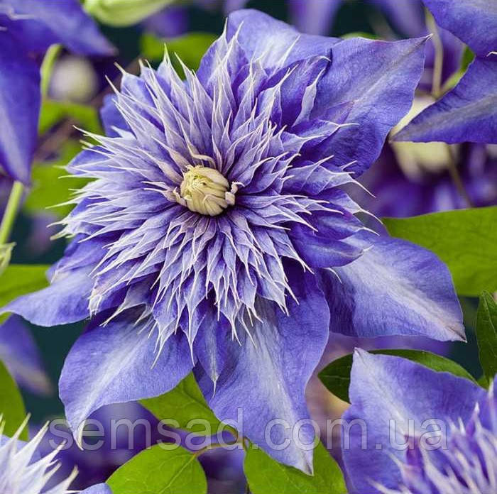 Клематис Мульти Блю ( саджанці 3 роки С1.5л )