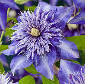 Клематис Мульти Блю ( саджанці 3 роки С1.5л )