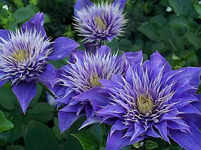 Клематис Мульти Блю ( саджанці 3 роки С1.5л ), фото 2