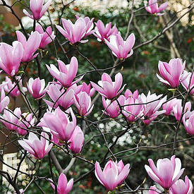Магнолія Heaven Scent 3 річна, Магнолия Хевен Сцент, Magnolia Heaven Scent