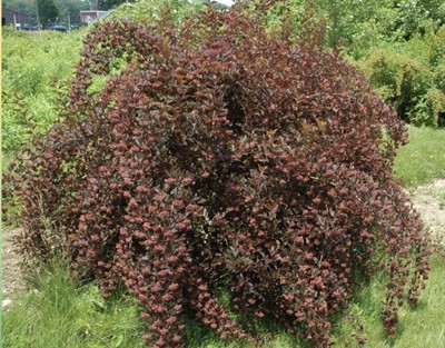 Пухироплідник калинолистий Little Devil 2 річний,  physocarpus opulifolius Little Devil