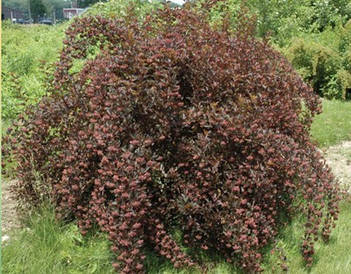 Пухироплідник калинолистий Little Devil 2 річний,  physocarpus opulifolius Little Devil