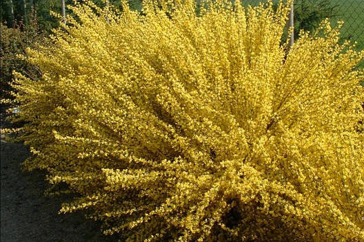 Рокитник ранній Allgold 2 річний, Рокитник ранній Allgold, Cytisus praecox Allgold, фото 1