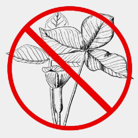 Не срывай растения знак. Не срывай цветы знак. Знаки от ядовитых растений. Охрана растений. Нельзя пробовать на вкус.