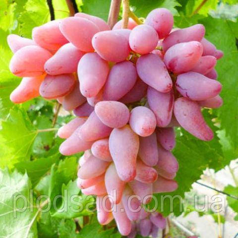 Виноград Оригінал