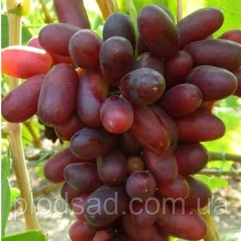Виноград Родзинка