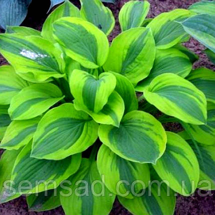 Хоста Вельвет мун \ Hosta Velvet Moon ( саджанці), фото 1