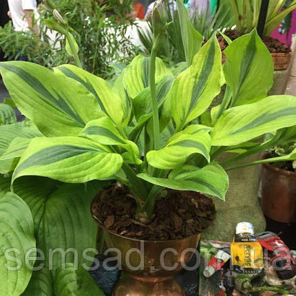 Хоста Вельвет мун \ Hosta Velvet Moon ( саджанці), фото 3