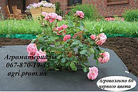 Мульча і мульчування