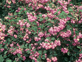 Сніжноягідник Доренбоза Magic Berry 2 річний, Сніжноягідник Доренбоза Меджік Беррі, Symphoricarpus Doorenbosiі, фото 3