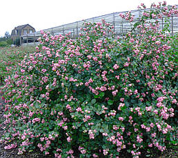 Сніжноягідник Доренбоза Magic Berry 2 річний, Сніжноягідник Доренбоза Меджік Беррі, Symphoricarpus Doorenbosiі, фото 5