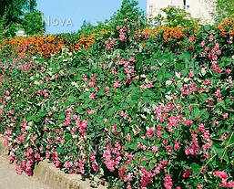 Сніжноягідник Доренбоза Magic Berry 2 річний, Сніжноягідник Доренбоза Меджік Беррі, Symphoricarpus Doorenbosiі, фото 4