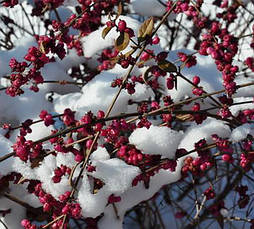 Сніжноягідник Доренбоза Magic Berry 2 річний, Сніжноягідник Доренбоза Меджік Беррі, Symphoricarpus Doorenbosiі, фото 2