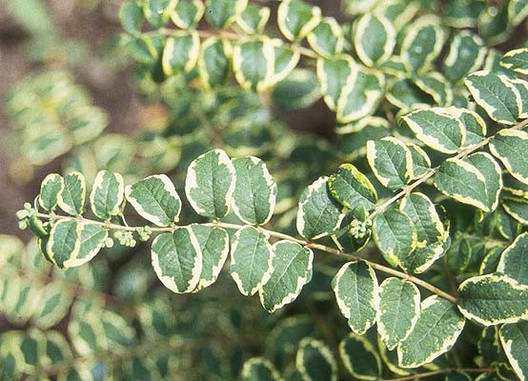 Сніжноягідник округлий Variegata 2 річний, Сніжноягідник округлий Варієгата, Symphoricarpus orbiculatus, фото 1