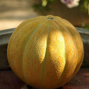 Насіння дині «Ефіопка» 2 г, фото 2